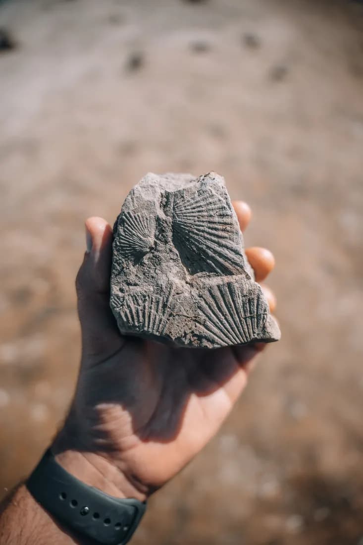 A distinctive Isle of Wight fossil beach and coastal landscape